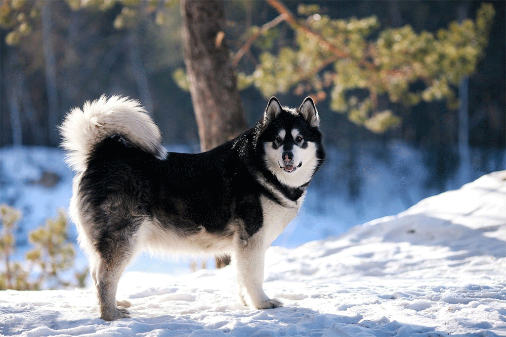 How Much Food Do Alaskan Malamutes Eat?