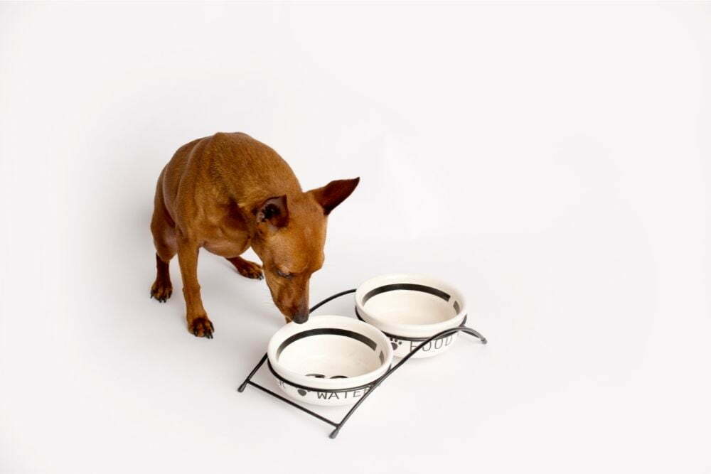 How Much Food Do You Feed a Miniature Pinscher?