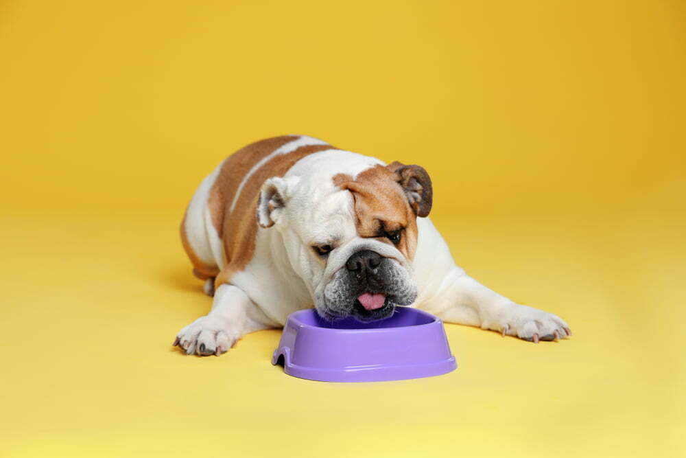How Much Should I Feed My English Bulldog?