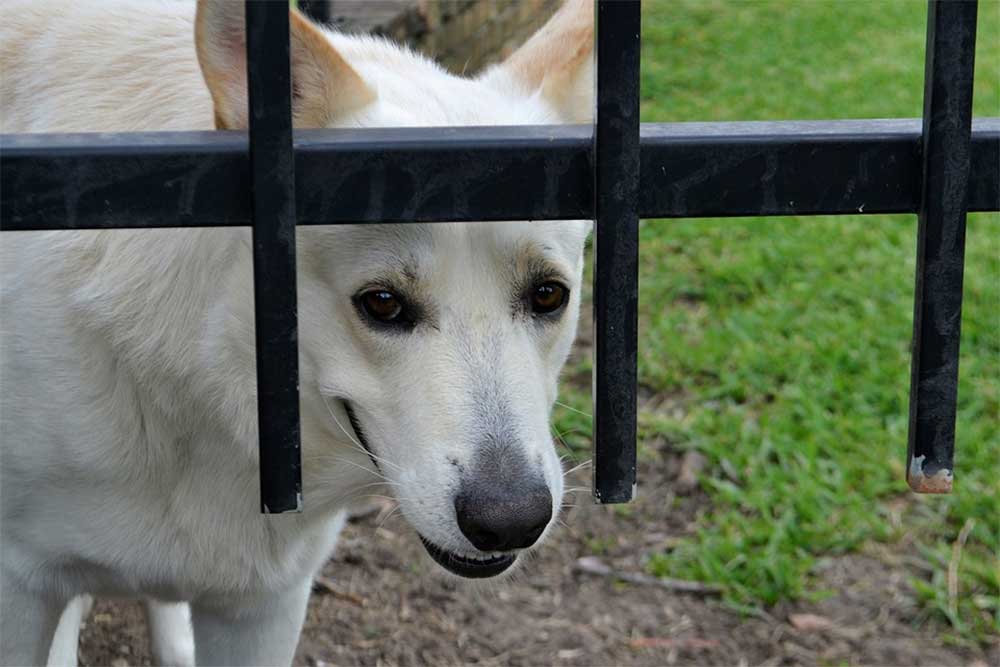 How Soon Can I Walk My Dog After Neutering?