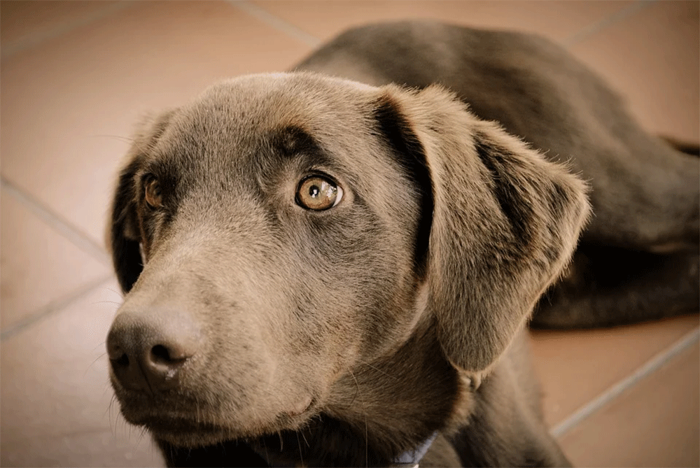 How to Protect Drywall from Your Dog: Stop Eating Walls and Scratching?