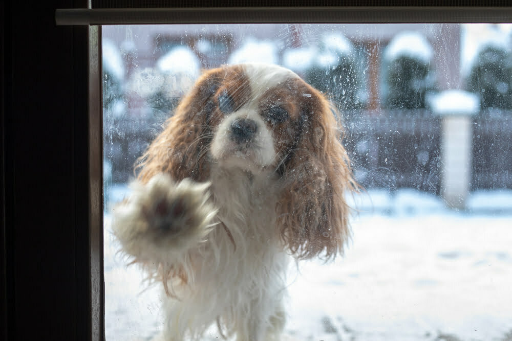 How to Protect a Glass Door from Dog Scratches