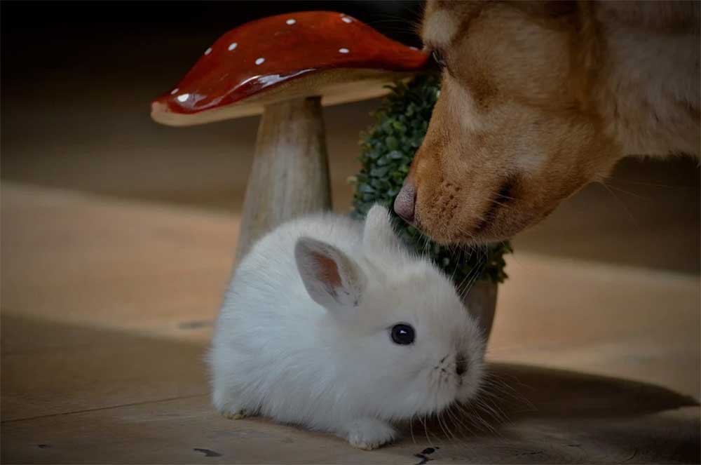 How to Stop a Dog From Eating Rabbit Poop? 6 Tips