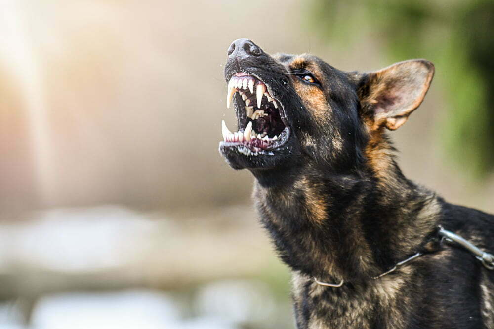 How to calm a German Shepherd