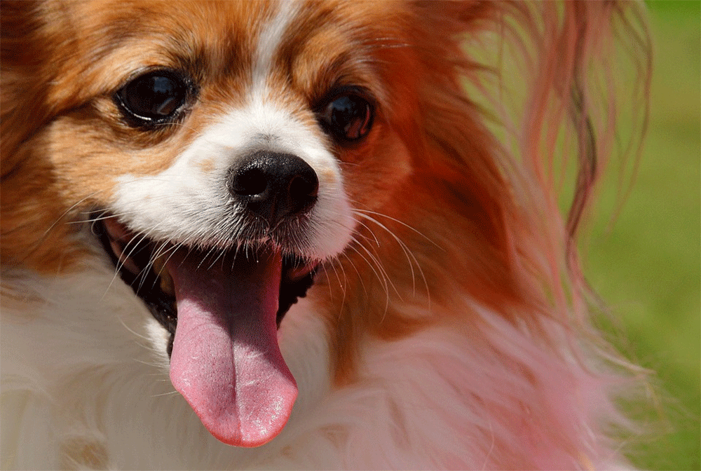 How to Stop a Chihuahua Biting: 12 Methods to Stop Puppy Bites
