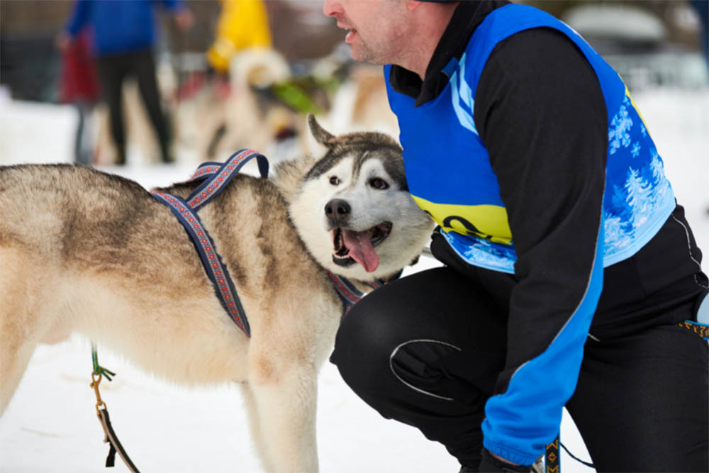 Huskies Love Their Owners