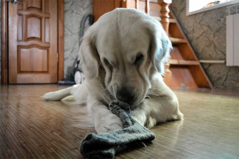 Dog eating human hair