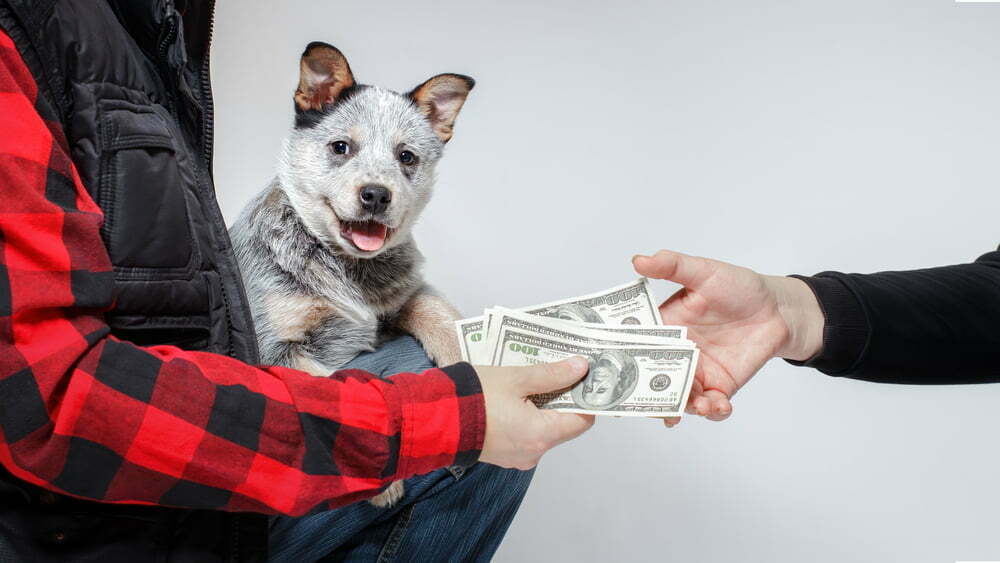 Is It Okay to Buy a Puppy Without Papers