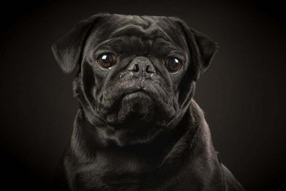 black pug