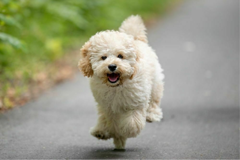 Is a Maltipoo a Good Dog?