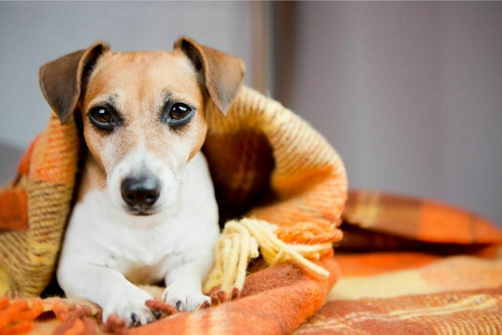 Keeping Your Canine Cozy and Comfortable All Year Long: How to Make Sure a Dog is Warm Enough Inside and Outside the House