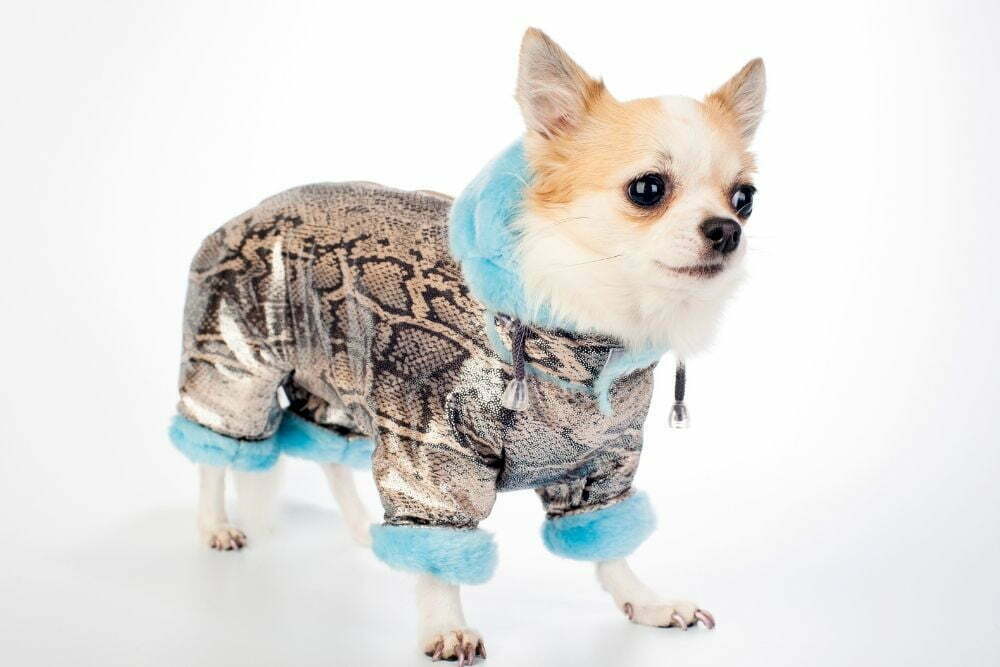 Keeping your Chihuahua Warm in the Winter: Your One-Stop Guide to Stop Chihuahuas from Getting Cold!