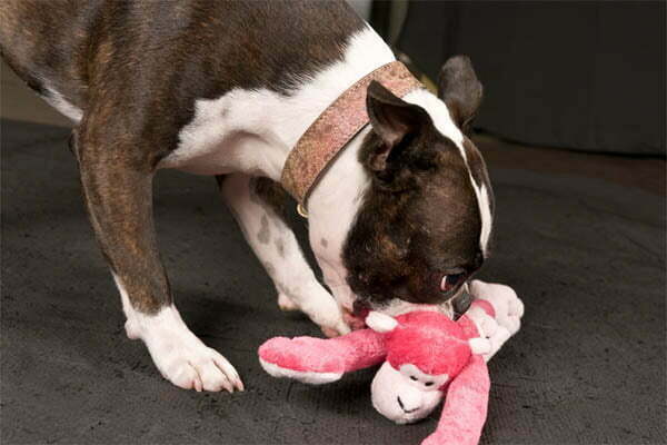 My Dog Ate The Polyester Stuffing From A Toy What Do I Do