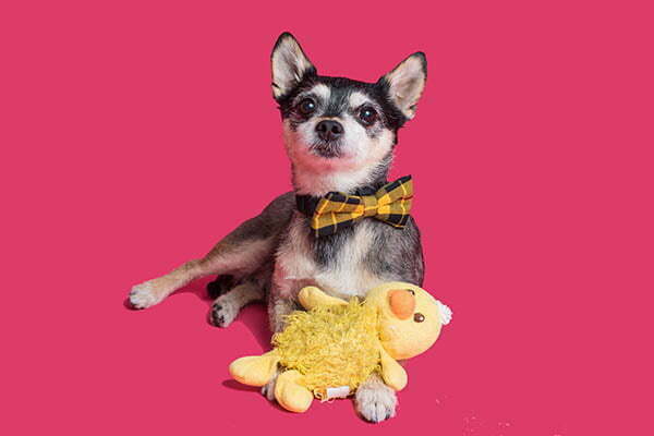 My Dog Ate The Polyester Stuffing From A Toy