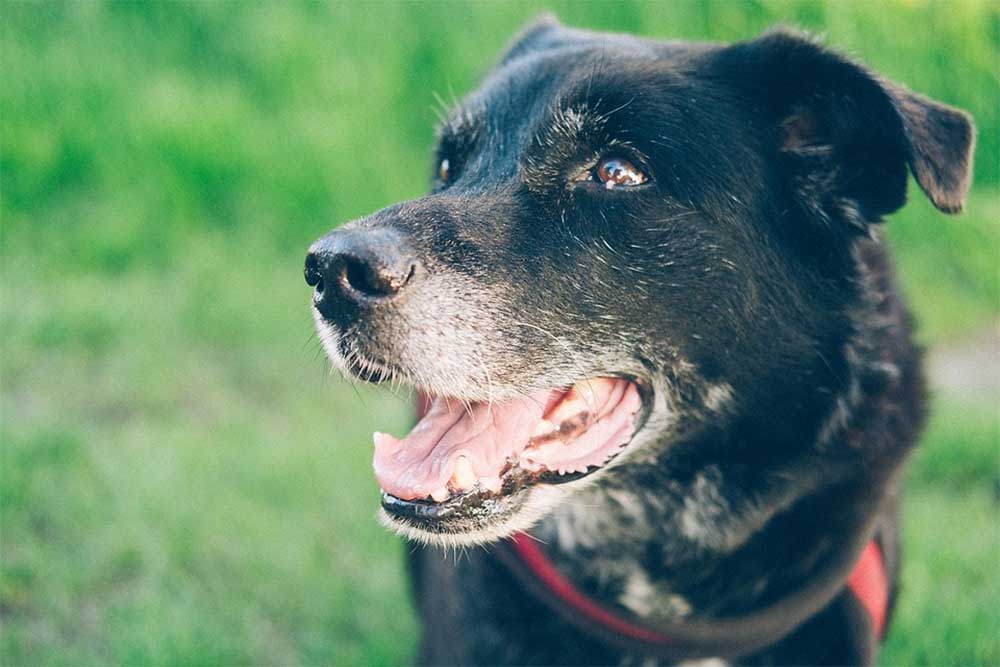 My Dog Ate a Dead Mouse That was Poisoned: The Facts
