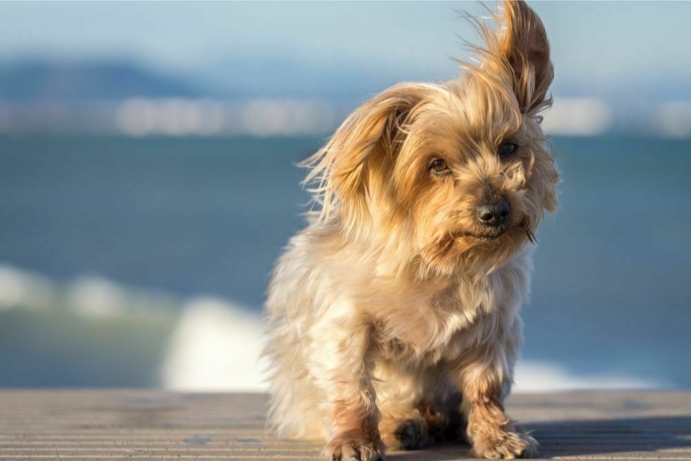 One Up, One Down – Dog Ears Explained