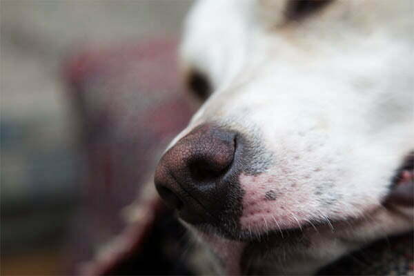 Pink spot on dogs nose