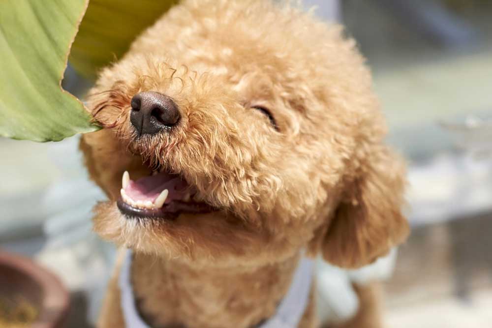 10+ Popular & Rare Types of Doodle Dogs You Need To Know About