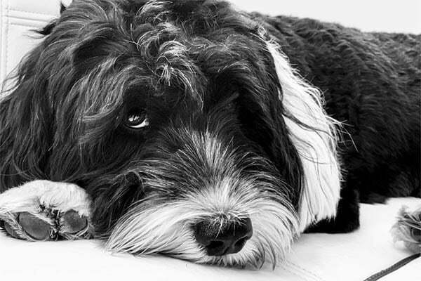 Portuguese Water Dogs