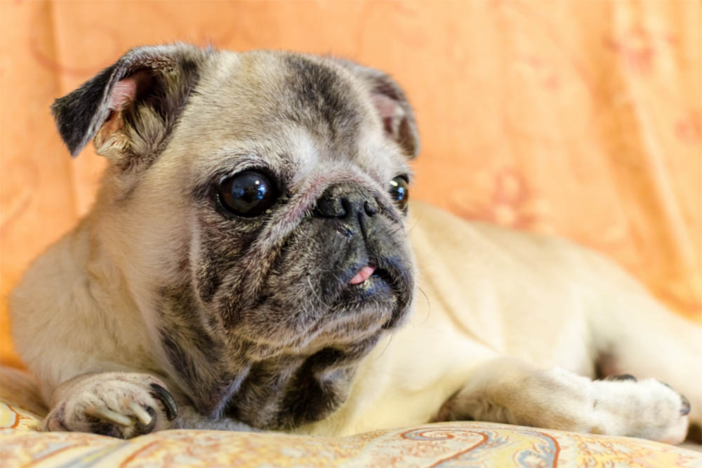 Pug Smell Like Fish
