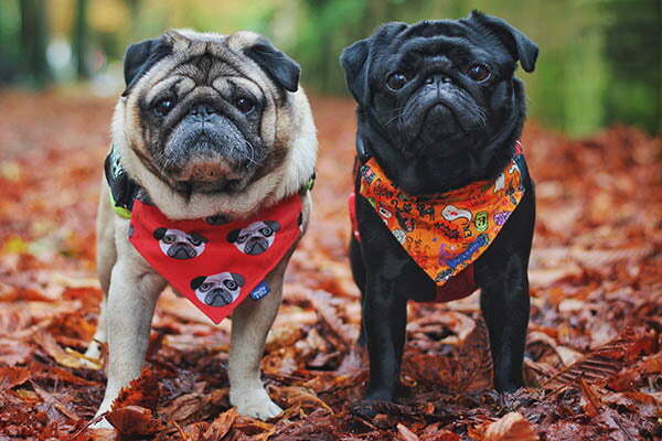 Why Are Pugs So Expensive
