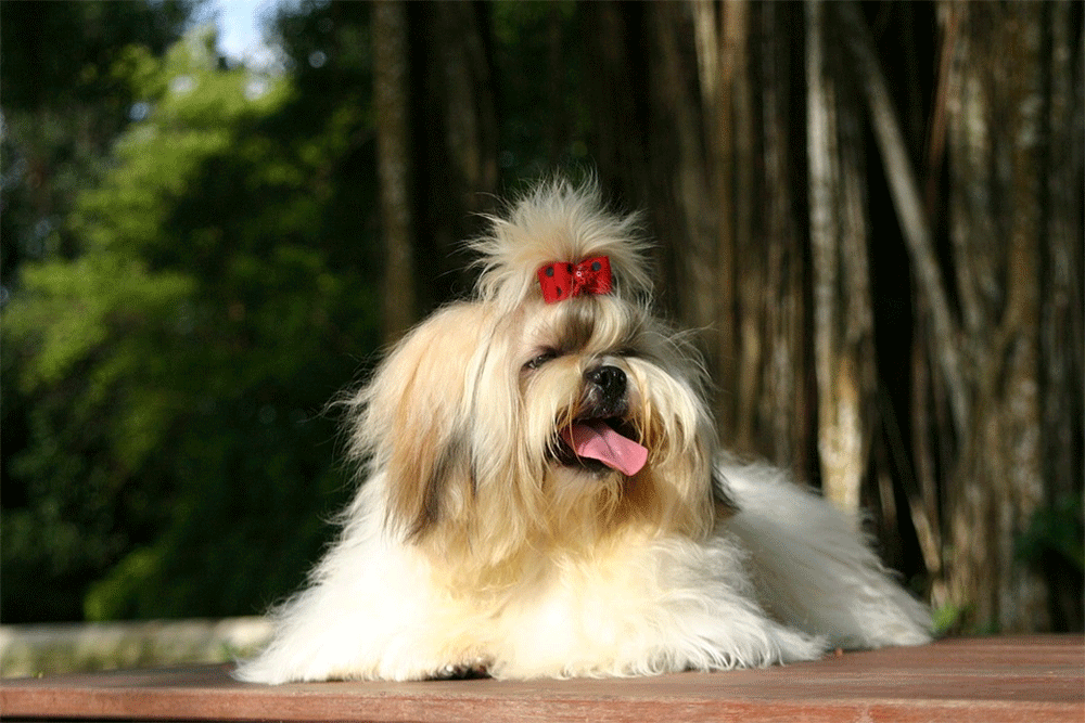 Shih Tzu Skin Problems, Issues, Allergies, Bumps & How to Treat