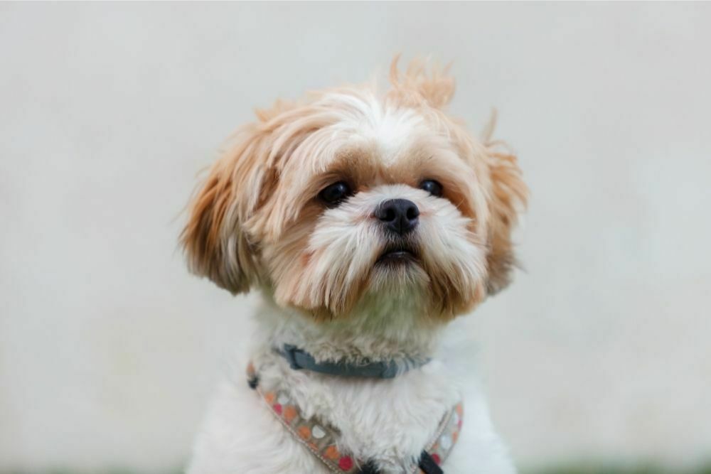 Shih Tzu