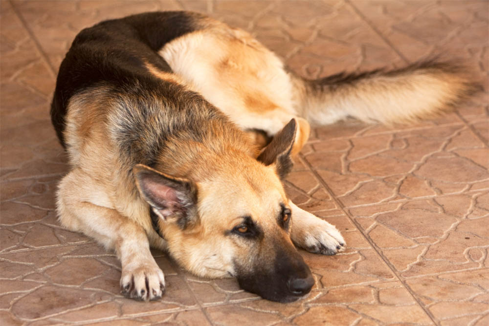 Should I Get A German Shepherd As My First Dog