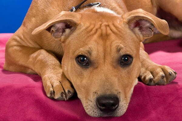 Staffordshire Bull Terriers