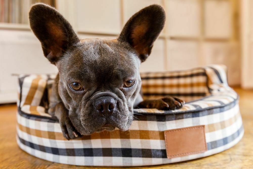 Best Durable Dog Beds or Crate Pads for Persistent Chewers