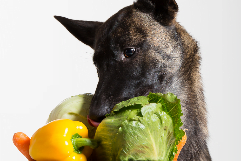 The Complete Guide: Can Dogs Eat Cabbage? Is it Safe or Toxic?