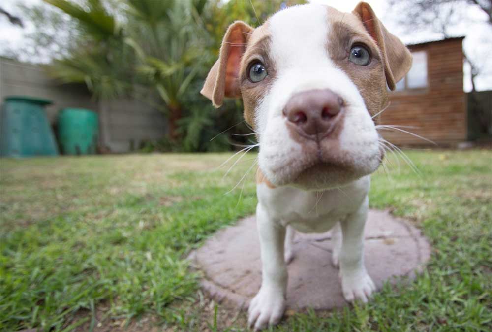 The Life And Times Of A Pitbull
