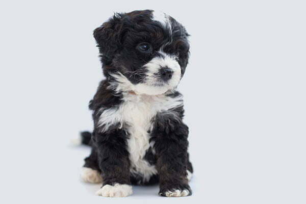 The Mini Bernedoodle A Would-Be Owner’s Guide