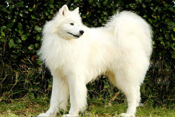 The Samoyed 