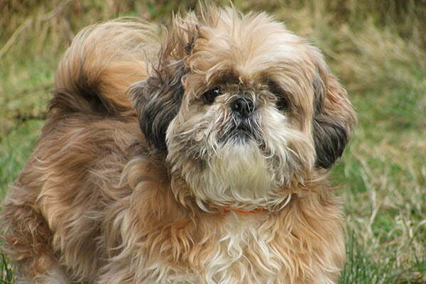The Shih Tzu Life Span