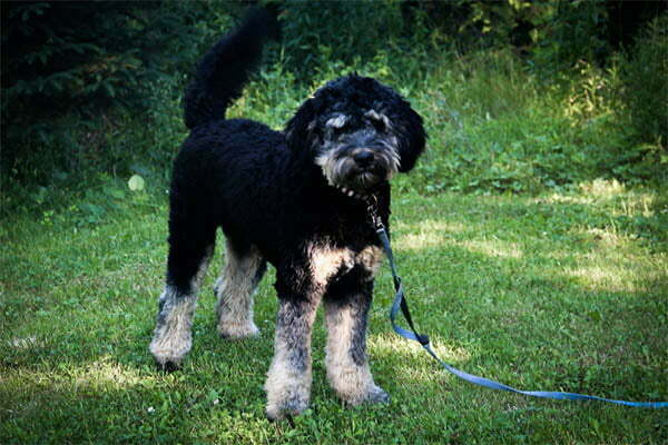 The TRUTH about Bernedoodles