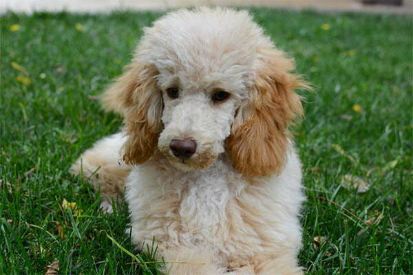 The Poodle