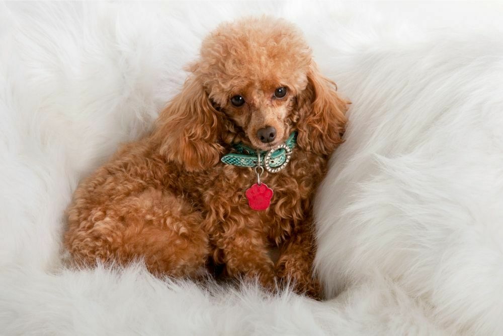 Toy Poodle