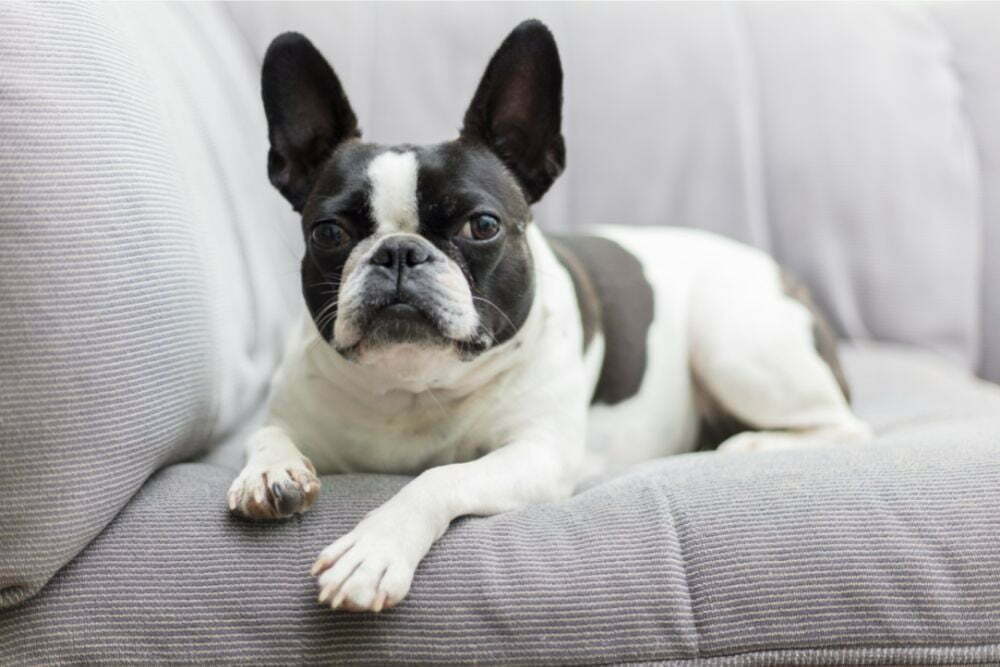 What Can Bulldogs Not Eat?