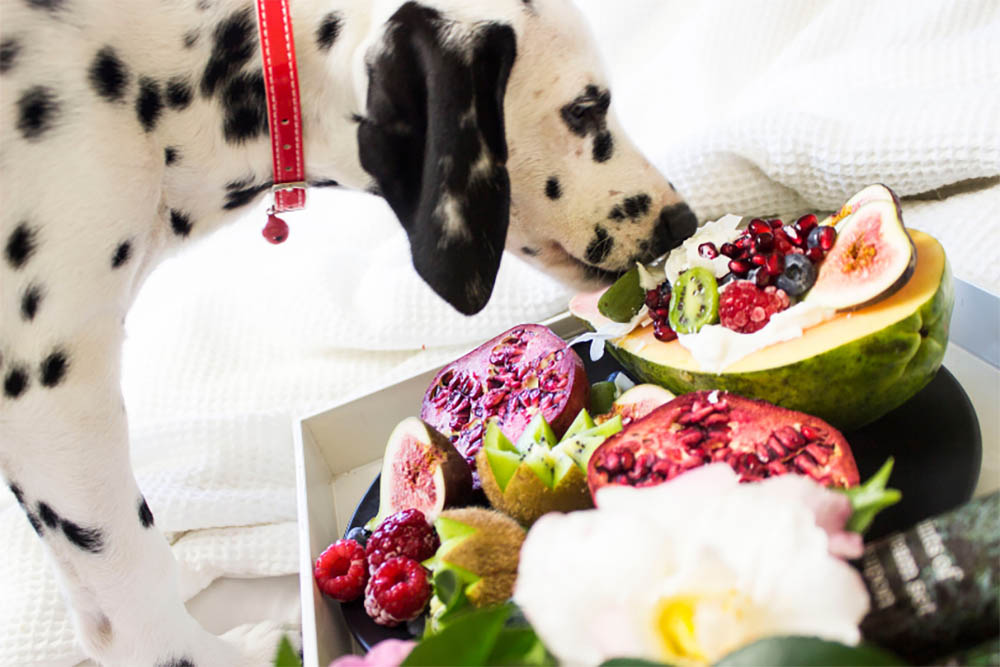 What Food Is Best For Dogs With Gas