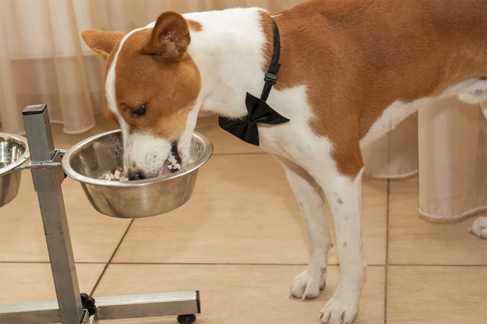 What Food Is Best For Dogs