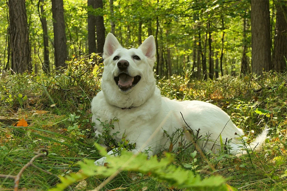 What Happens If My Dog Jumps After Being Spayed?