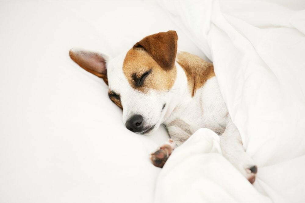 What Can I Give My Dog to Sleep At Night