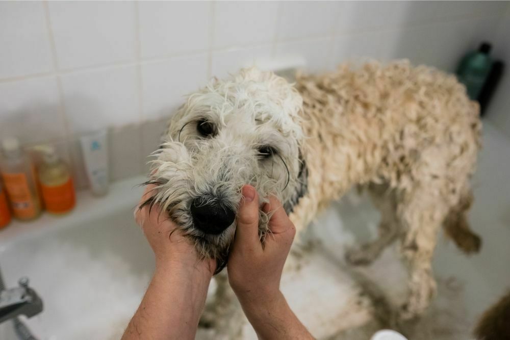 What Do I Do If My Dog’s Hair is Matted?