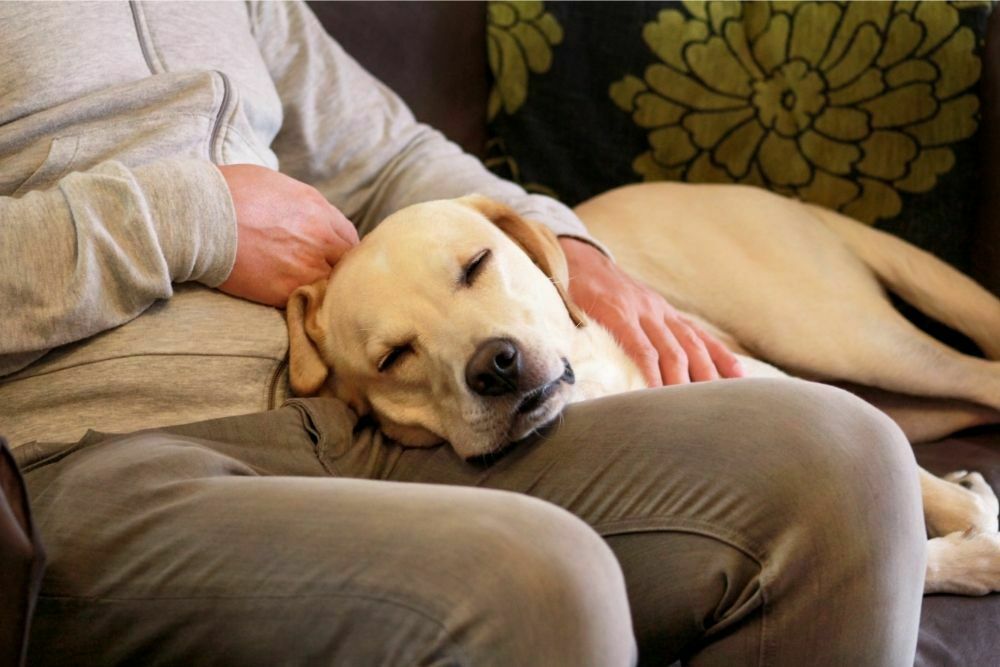 What Does It Mean When a Dog Puts Its Head on You?