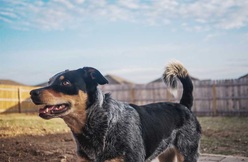What is a Mini Heeler Dog?