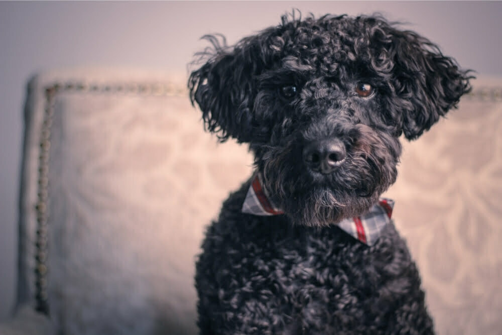 What is a Teddy Bear Dog?