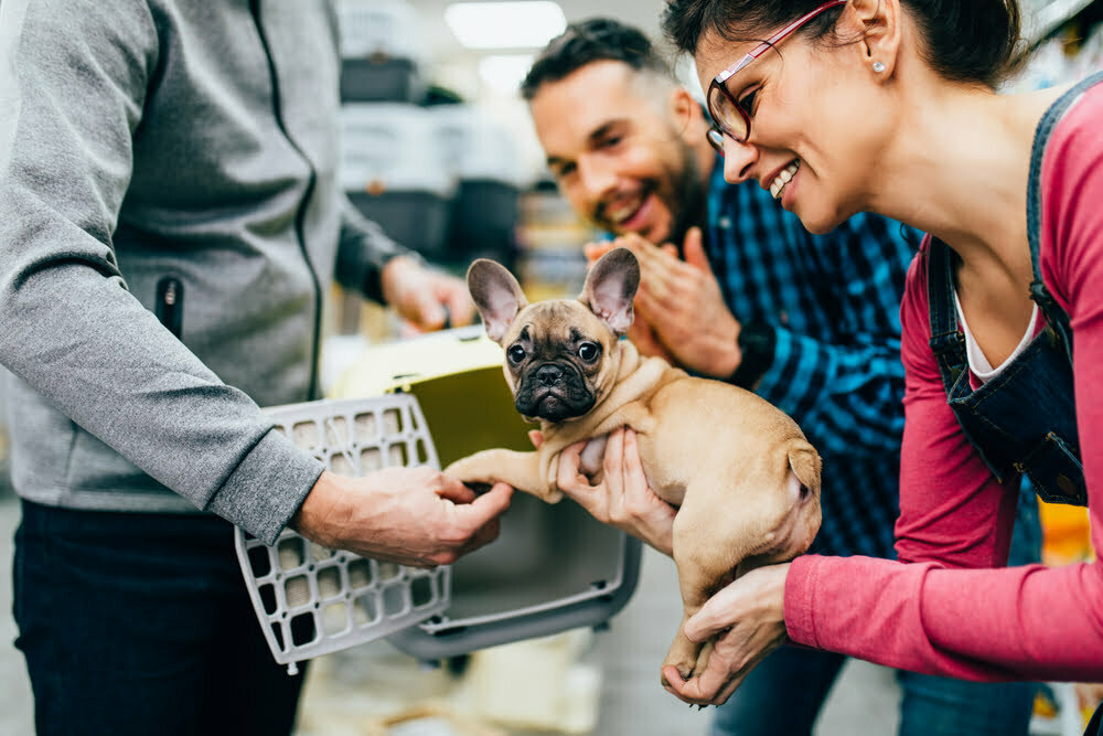 What to Do When Buying a Puppy