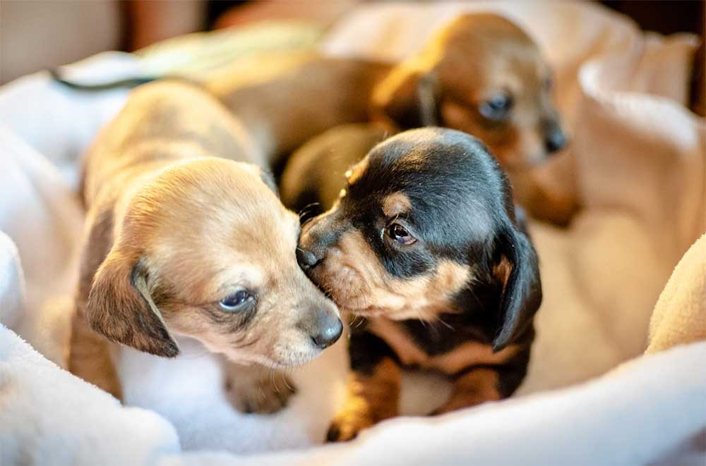What’s The Best Age To Get A Puppy – Eight or Twelve Weeks