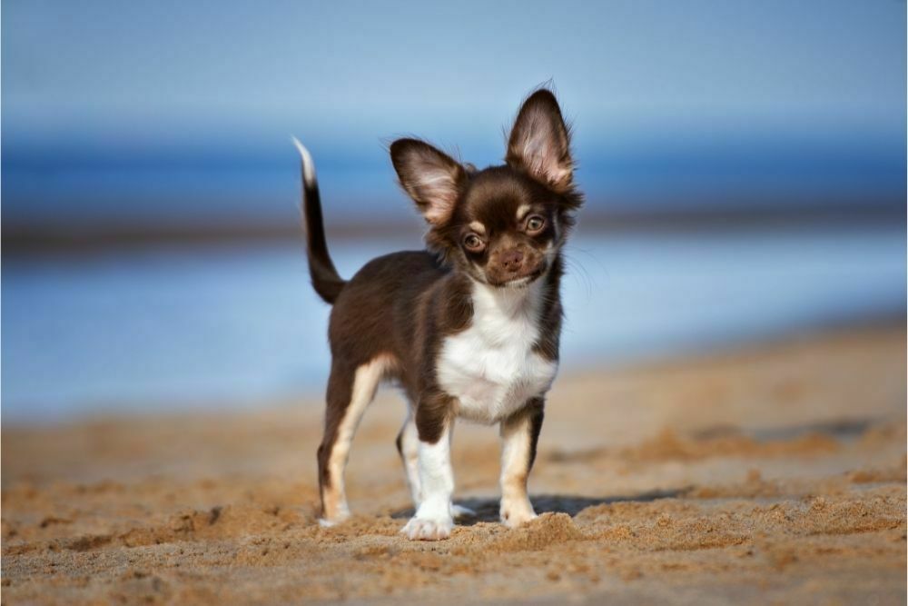 When Do Chiahuahua’s Puppies Ears Begin to Stand Up?